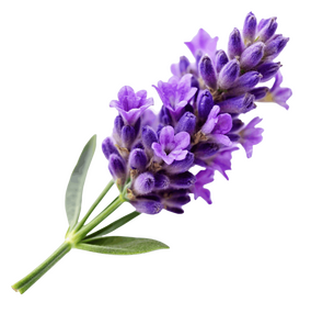 FIRSTNAME LASTNAME
